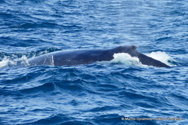 Humpback Whale, South Africa
